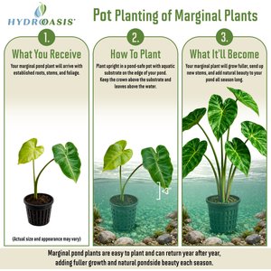 HydrOasis Green Taro Potted Live Pond Plant, 3 count