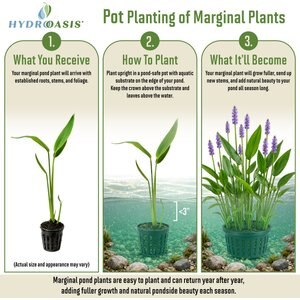 HydrOasis Hardy Water Canna Potted Live Pond Plant, 3 count