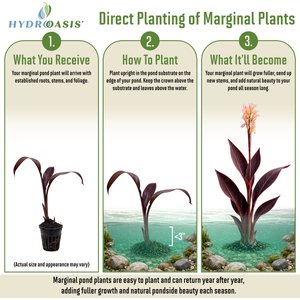 HydrOasis Assorted Canna Lily Potted Live Pond Plant, 3 count