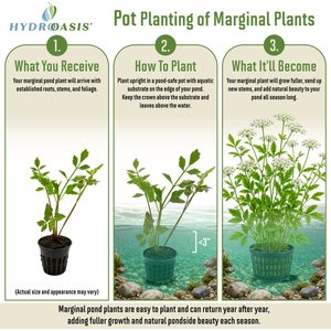 HydrOasis Water Celery Potted Live Pond Plant, 3 count