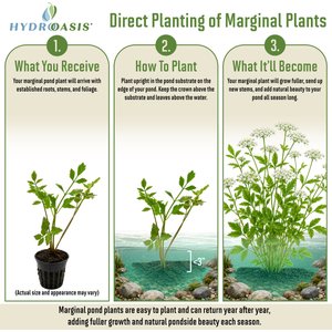 HydrOasis Water Celery Potted Live Pond Plant, 3 count