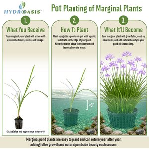 HydrOasis Society Garlic Potted Live Pond Plant, 3 count