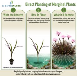 HydrOasis Red Bog Lily Potted Live Pond Plant, 3 count slide 2 of 7