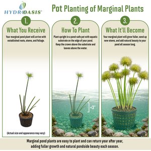 HydrOasis Dwarf Papyrus Potted Live Pond Plant, 3 count