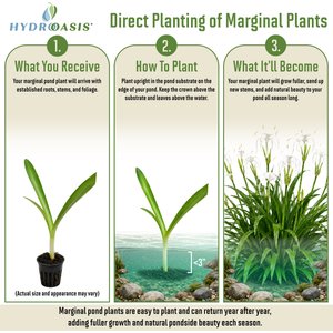 HydrOasis Spider Lily Potted Live Pond Plant, 3 count