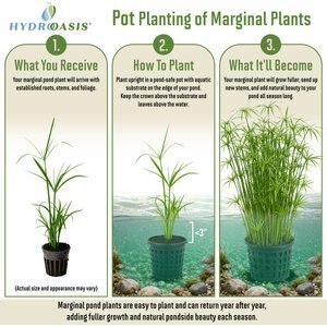 HydrOasis Dwarf Umbrella Palm Potted Live Pond Plant, 3 count