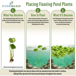 HydrOasis Frogbit Floating Live Pond Plant, 3 count