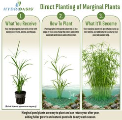 HydrOasis Dwarf Umbrella Palm Potted Live Pond Plant, 3 count slide 2 of 7