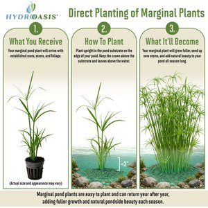 HydrOasis Dwarf Umbrella Palm Potted Live Pond Plant, 3 count