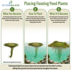 HydrOasis Floating Live Pond Plant Bundle slide 2 of 7