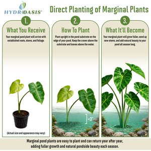 HydrOasis Green Taro Potted Live Pond Plant, 3 count