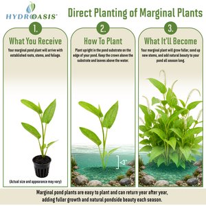 HydrOasis Lizard's Tail Potted Live Pond Plant, 3 count