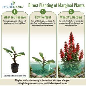 HydrOasis Cardinal Flower Potted Live Pond Plant, 3 count