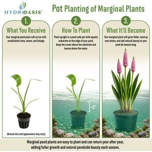 HydrOasis Pink Pickerel Rush Potted Live Pond Plant, 3 count