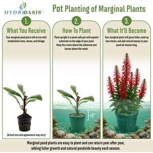 HydrOasis Cardinal Flower Potted Live Pond Plant, 3 count