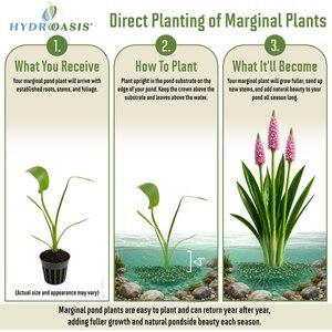 HydrOasis Pink Pickerel Rush Potted Live Pond Plant, 3 count