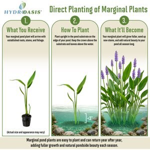 HydrOasis Hardy Water Canna Potted Live Pond Plant, 3 count