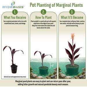 HydrOasis Assorted Canna Lily Potted Live Pond Plant, 3 count