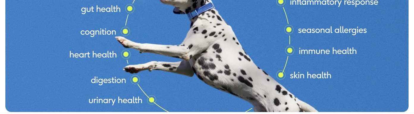 A dynamic graphic shows a black and white spotted Dalmatian dog leaping joyfully through the air against a clear blue sky. Surrounding the dog is a curved dotted line connecting various health benefits, including joints and mobility, gut health, cognition, heart health, digestion, urinary health, energy utilization, inflammatory response, seasonal allergies, immune health, and skin health.