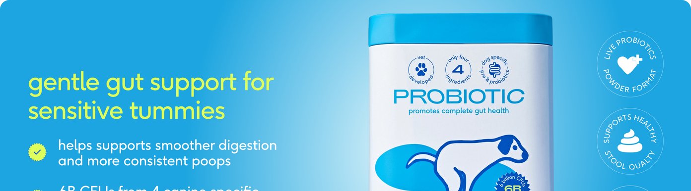 A bright blue marketing banner highlights Native Pet's "Probiotic" supplement, a powder mix designed to promote complete gut health, support smoother digestion, and encourage more consistent poops. The white tub packaging features a blue lid and an illustration of a dog, while text badges declare the product contains six billion CFUs from four canine-specific probiotic strains. Circular icons indicate it is a live probiotics powder format that supports healthy stool quality alongside a number one taste tested badge.