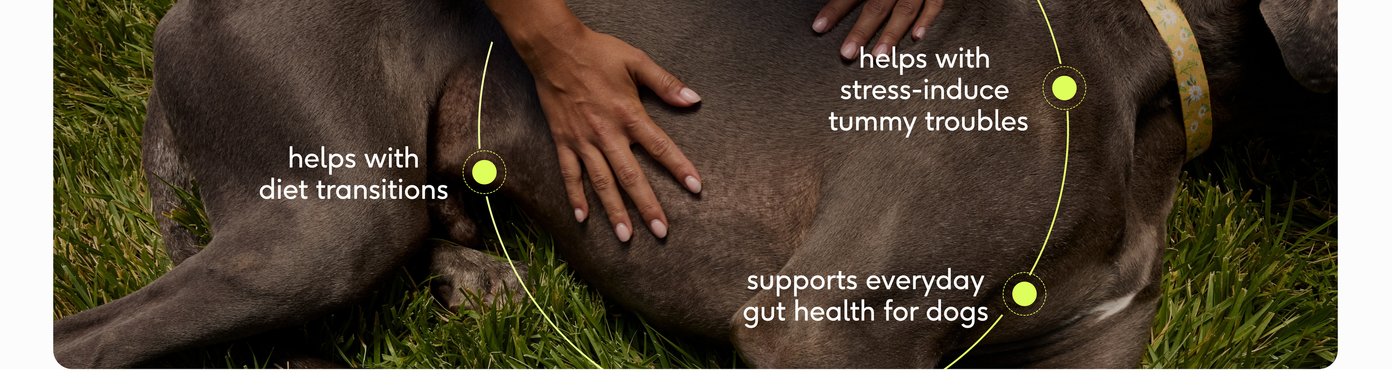 A close-up lifestyle image shows a person's hands gently comforting a large, dark-furred dog lying down on green grass. Yellow circular callouts interconnected by fine lines specify targeted health benefits of the probiotic formula. These include helping with diet transitions, helping with stress-induced tummy troubles, and supporting everyday gut health for dogs.