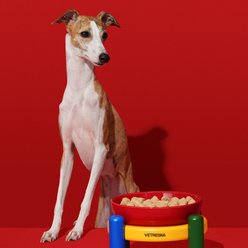 VETRESKA Chroma Dishwasher Safe Ceramic Dog Bowl Set, Red/Yellow/Blue/Green, Medium: 30-oz slide 2 of 8