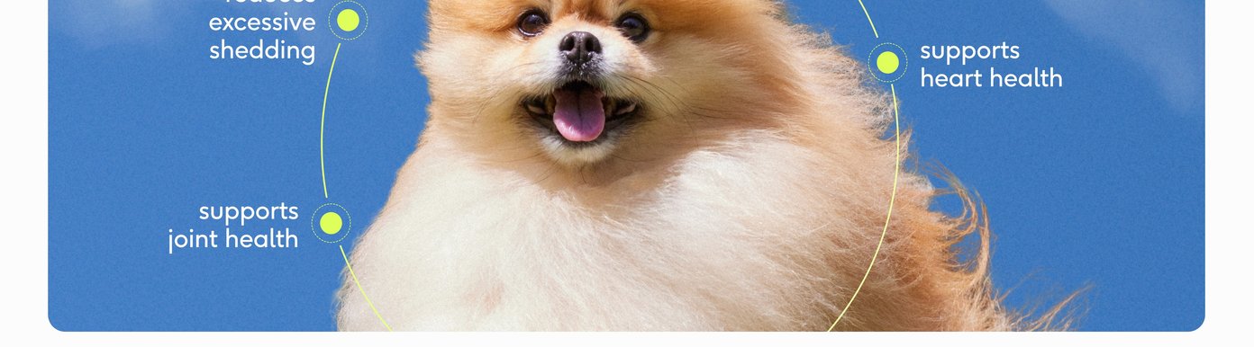 A scenic lifestyle photo showcases a fluffy Pomeranian dog looking happy against a clear blue sky. Interconnected lime-green circular callout lines map out the direct physiological benefits of introducing the omega-3 blend, highlighting that it reduces excessive shedding, supports joint health, and supports heart health.