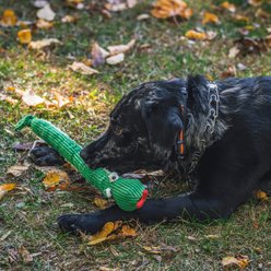 HuggleHounds Sir Squeaks-a-Lot Snake Knottie Squeaky Plush Dog Toy, Green, Large slide 2 of 9