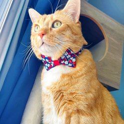 Made By Cleo Red White & Bloom Cat Collar, 8 to 13-in neck slide 2 of 5