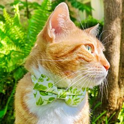 Made By Cleo Herb Garden Cat Collar, 8 to 13-in neck slide 2 of 5