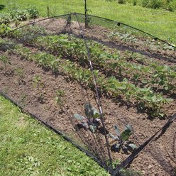 Atlantic Pond & Garden Protector Fish Net, Small slide 2 of 5