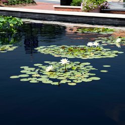 Atlantic Typhoon Pond Dye Fish Water Conditioner, Black slide 2 of 3
