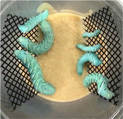 ABDragons Live Hornworms Bearded-Dragon Food, Jumbo, 12 Count