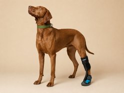Labra Canine No Knuckling Corrector Toe Dragging Drop Foot Dog Boot Shoe, X-Large slide 2 of 7