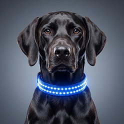 MEGAPAWS Rechargeable Waterproof Double Optical Fiber Glowing LED Dog Collar, Blue, Large: 20 to 23-in neck, 0.99-in wide