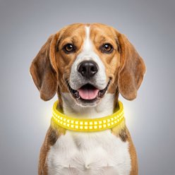 MEGAPAWS Rechargeable Waterproof Double Optical Fiber Glowing LED Dog Collar, Yellow, Large: 20 to 23-in neck, 0.99-in wide