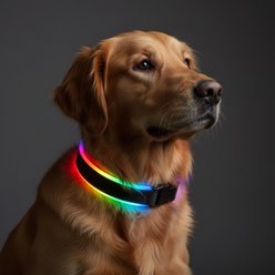 MEGAPAWS Rechargeable Adjustable High-Visibility LED Dog Collar, Black with Rainbow Light, Small: 8 to 12-in neck, 0.79-in wide