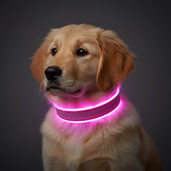 MEGAPAWS Rechargeable Adjustable High-Visibility LED Dog Collar, Pink, Large: 16 to 20-in neck, 0.79-in wide