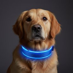 MEGAPAWS Rechargeable Adjustable High-Visibility LED Dog Collar, Blue, Large: 16 to 20-in neck, 0.79-in wide