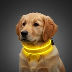 MEGAPAWS Rechargeable Adjustable High-Visibility LED Dog Collar, Yellow, Large: 16 to 20-in neck, 0.79-in wide