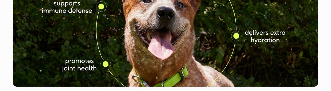A close-up lifestyle image shows a happy, panting brown and white dog wearing a bright lime green collar against a lush background of green foliage. A thin chartreuse circular graphic frames the dog's face, connecting to three text callouts that detail specific health benefits. The highlighted points state that the supplement supports immune defense, promotes joint health, and delivers extra hydration to keep pets active and thriving.