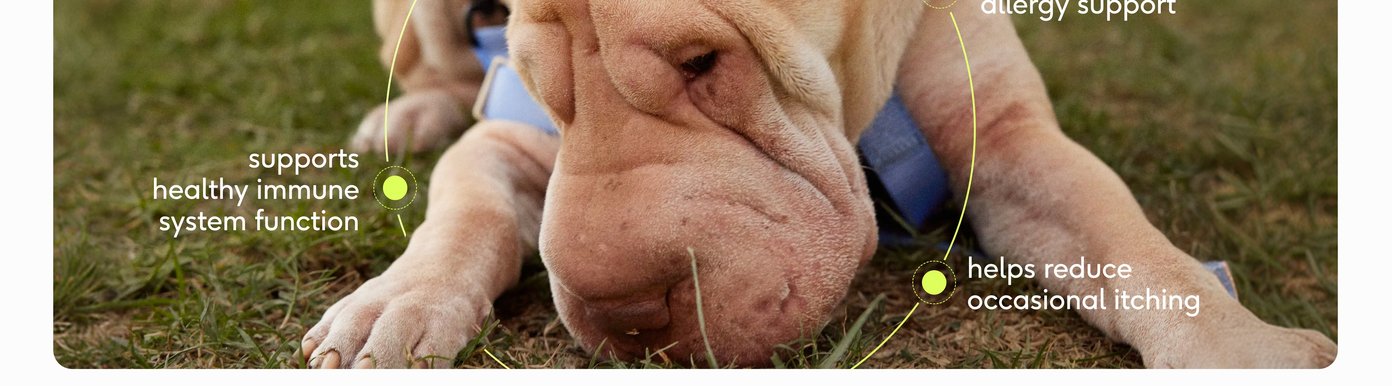 A close-up lifestyle image shows a wrinkly Shar-Pei dog resting on the grass. A chartreuse circular graphic highlights how the chews directly address everyday discomforts by: • Supporting healthy immune system function • Providing seasonal allergy support • Helping to reduce occasional itching