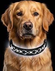 MEGAPAWS Light Up Nylon Dog Collar, White, Small: 9 to 14-in neck, 0.79-in wide