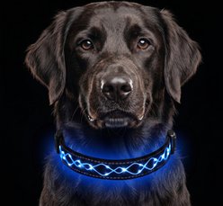 MEGAPAWS Light Up Nylon Dog Collar, Blue, Large: 17 to 27-in neck, 0.79-in wide