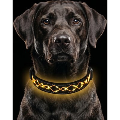 MEGAPAWS MEGAPAWS Light Up Nylon Dog Collar, Orange, Small: 9 to 14-in neck, 0.79-in wide