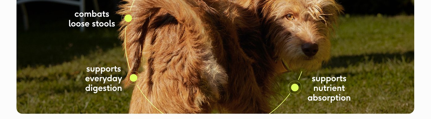 A fluffy brown dog stands in green grass looking back over its shoulder. Three green dots with connection lines point toward the dog's body, highlighting key digestive health benefits. These visual callouts state that the supplement combats loose stools, supports everyday digestion, and supports nutrient absorption.