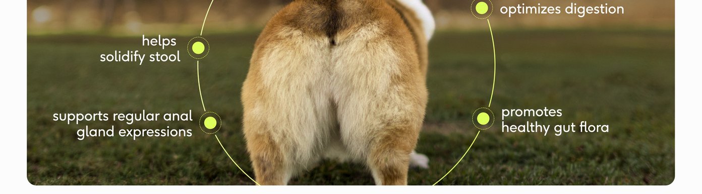 This lifestyle visual for Digital-Poster-ArtboardArtboard-3.jpg features the hindquarters of a fluffy brown, white, and black Corgi standing on green grass, centered within a bright green circular diagram. Four callouts surround the dog to explain the product's functional health benefits: it helps solidify stool, supports regular anal gland expressions, optimizes digestion, and promotes a healthy gut flora. The clear layout connects the supplement's structural health claims directly to a happy, healthy dog's physical well-being.