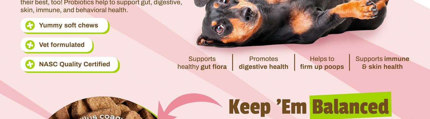 This product benefit section from Digital-Poster-ArtboardArtboard-3.jpg features a black and tan dachshund lying playfully on its back against a pink striped background. The text states that each chew contains 120,000,000 CFU of good bacteria to support digestive, skin, immune, and behavioral health, backed by vet-formulated and NASC Quality Certified badges.