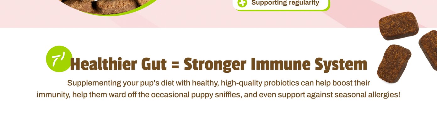 This informational graphic from Digital-Poster-ArtboardArtboard-5.jpg carries the headline "Healthier Gut = Stronger Immune System" on a clean white background. The text states that high-quality probiotics help boost immunity, ward off puppy sniffles, and protect against seasonal allergies, accompanied by a green abstract health icon and three loose, rectangular brown soft chews.