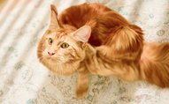 Ditch the itch with flea & tick deals